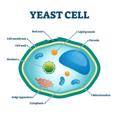 Yeast cell illustration, transparent background. Labeled fungus microorganism closeup structure diagram. Biological scheme with educational internal parts titles. © VectorMine