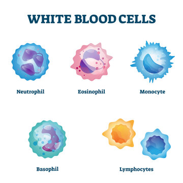 White blood cell types labeled examples educational illustration, transparent background. Isolated WBC closeup scheme with neutrophil, eosinophil, monocyte.