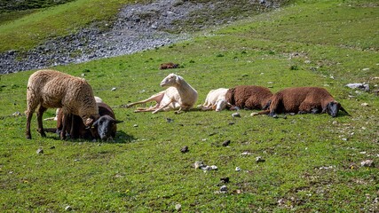 Sheep grazing and resting on a grassy hillside in a mountainous area on a sunny day