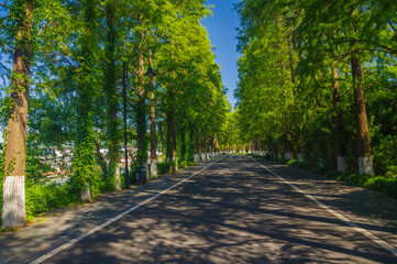 Fototapeta premium Summer scenery of Wuhan East Lake Scenic Area