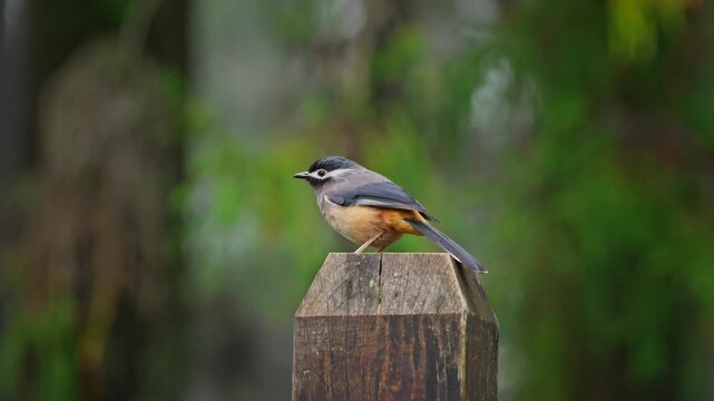 White eared sibia sitting on a wood pole and take flight.