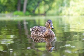 Fototapeta premium mallard wild duck swimming on the pond in Royal Game Reserve Stromovka, Central Park Prague, Czech republic