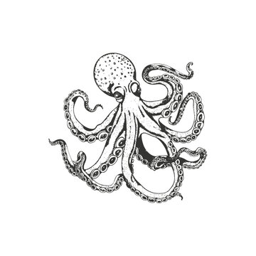 recommend clip art: Detailed Octopus Line Art Illustration in Black and White. Vector icon design.
