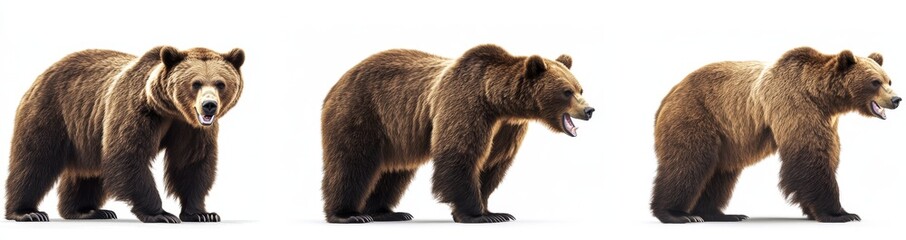 Fototapeta premium The sound of roaring grizzly bears isolated on a transparent background.