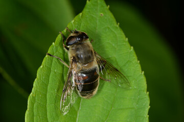 Gemeine Keilfleckschwebfliege, Eristalis pertinax