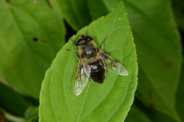 Gemeine Keilfleckschwebfliege, Eristalis pertinax