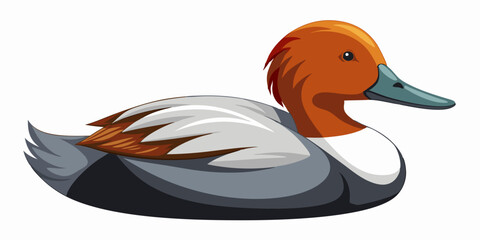 Canvasback Duck 
