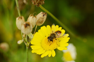 Mistbiene,Scheinbienen-Keilfleckschwebfliege, Eristalis tenax