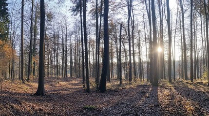 Obraz premium Serene Forest Landscape at Sunrise