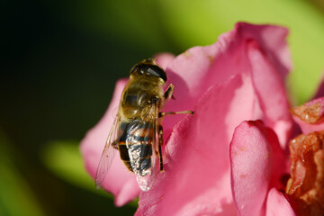 Gemeine Keilfleckschwebfliege, Eristalis pertinax