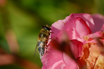 Gemeine Keilfleckschwebfliege, Eristalis pertinax