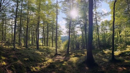 Obraz premium Serene Forest Pathway