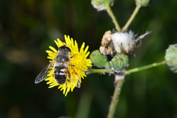 Gemeine Keilfleckschwebfliege, Eristalis pertinax