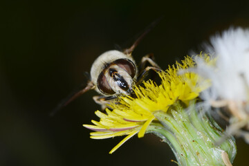 Gemeine Keilfleckschwebfliege, Eristalis pertinax