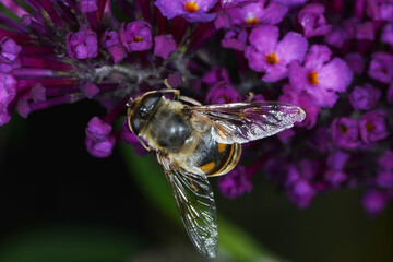 Gemeine Keilfleckschwebfliege, Eristalis pertinax