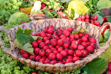 Ripe hawthorn berries in basket. Useful medicinal plants. Natural autumn background
