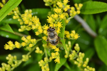 Gemeine Keilfleckschwebfliege, Eristalis pertinax