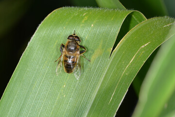 Gemeine Keilfleckschwebfliege, Eristalis pertinax