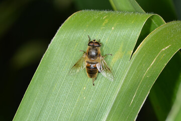 Gemeine Keilfleckschwebfliege, Eristalis pertinax