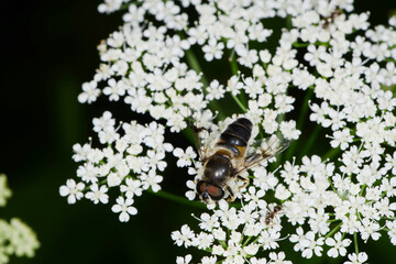 Kleine Keilfleckschwebfliege, Eristalis arbustorum