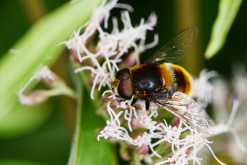 Hummel- Keilfleckschwebfliege, Eristalis intricaria
