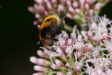 Hummel- Keilfleckschwebfliege, Eristalis intricaria