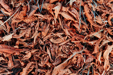 Autumnal scene a vibrant mix of brown and green leaves blanketing a pile of dried leaves