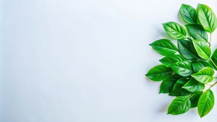 Fototapeta premium Lush Green Leaves Against a White Background