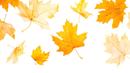 Realistic yellow and orange maple leaves falling against a white background
