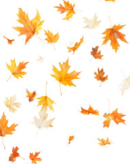 Realistic yellow and orange maple leaves falling against a white background