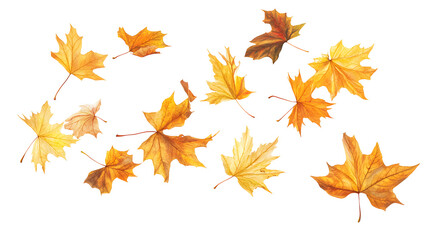 Realistic yellow and orange maple leaves falling against a white background