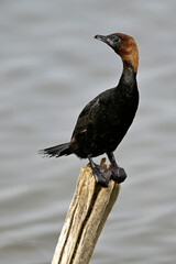 Zwergscharbe // Pygmy cormorant (Microcarbo pygmaeus) 