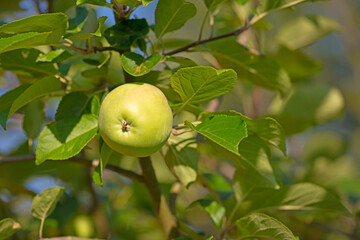 Fresh apples, growing and harvest with nature, trees and green with summer, sustainability and outdoor. Empty, organic fruit and orchard with season, agriculture and ripe with nutrition and juicy