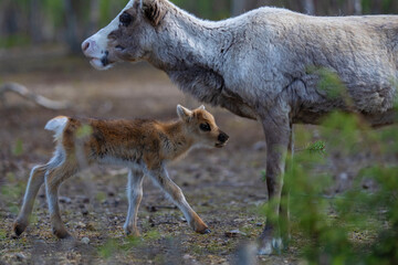 Recently born reindeer calf