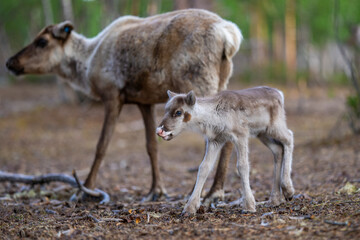 Recently born reindeer calf