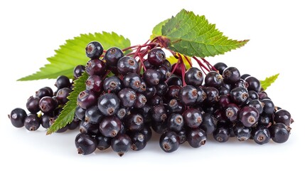 Elderberry cluster, single object, Di-cut PNG style, isolated white background
