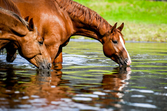 watering horses pojenie koni