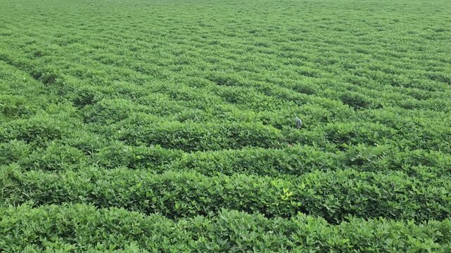 Peanut farming in agricultural land in summertime