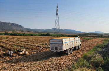 A truck carrying corn grains transferred from the combine harvester after harvest