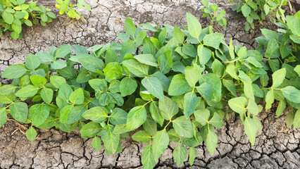 Close up of soybean plant growing in a farming land