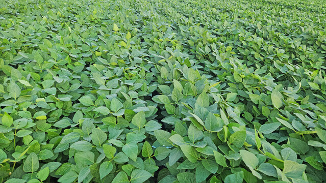 Soybean field just before blooming stage in the month august