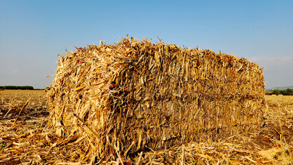 A rectangular corn stalk bale in a corn field after harvesting in the month August 