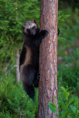 Wolverine in the forest