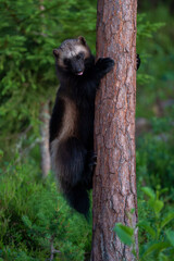 Wolverine in the forest