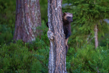 Wolverine in the forest