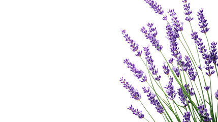 Fototapeta premium Lavender transparent background