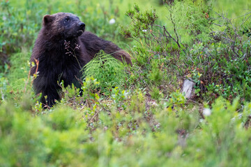 Wolverine in the forest