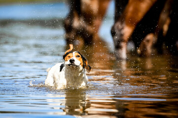 dog with horses © faraa