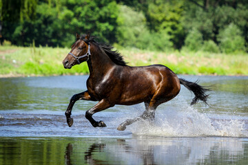 horse in the river © faraa