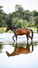 horse in the river